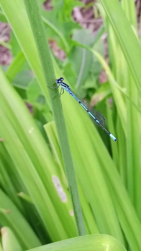 Dragonfly on the grass Stock Footage 311858432
