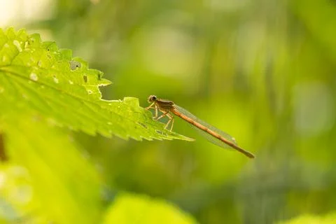 Dragonfly on the grass on a green background. Stock-Fotos