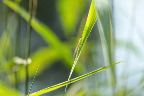 Dragonfly on the grass on a green background. Foto stock