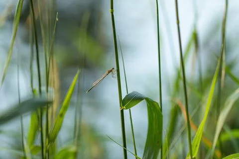 Dragonfly on the grass on a green background. Stock Photos