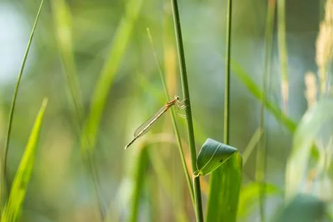 Dragonfly on the grass on a green background. Stock Photos