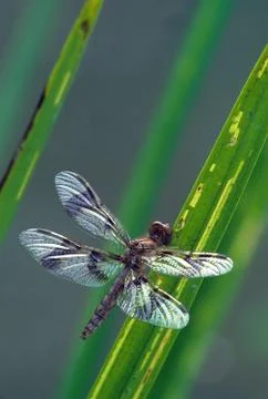 Dragonfly on grass leaves Stock Photos