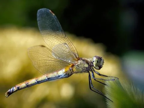 Dragonfly on a grass macro shot Stock Photos