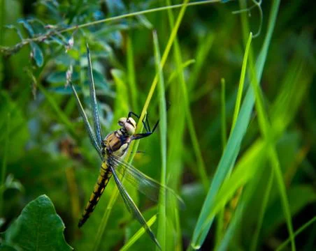 The dragonfly in a grass Stock Photos
