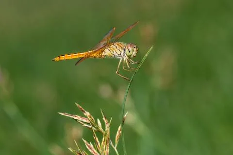 Dragonfly on Grass Stock Photos