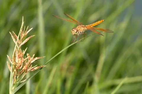 Dragonfly on Grass Stock Photos