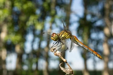 Dragonfly on the grass Stock Photos