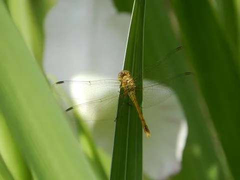 Dragonfly on grass Stock Photos