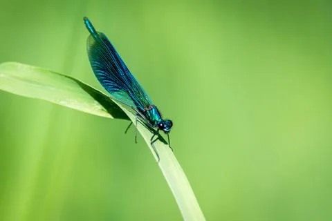Dragonfly on grass Stock Photos