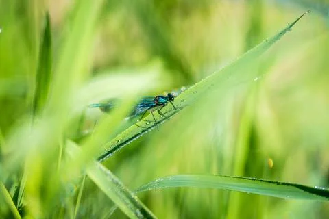 Dragonfly on grass Stock Photos