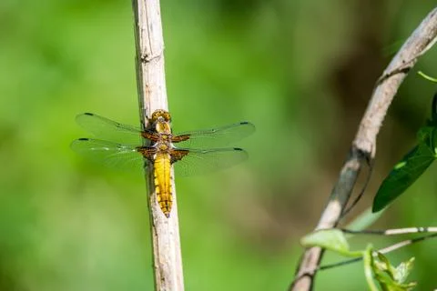 Dragonfly on grass Stock Photos