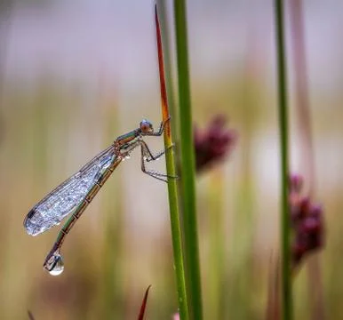 Dragonfly on the grass Stock Photos