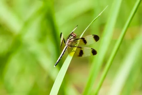 A Dragonfly on the grass Stock Photos