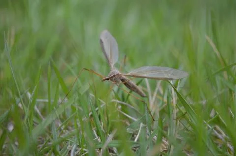 Dragonfly on a grass Stock Photos