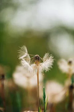 Dragonfly on the grass Stock Photos