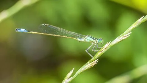 A dragonfly on the grass Stock Photos