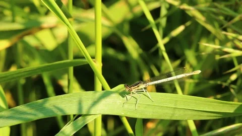 Dragonfly on the grass on a sunny day. Stock Footage 197021126