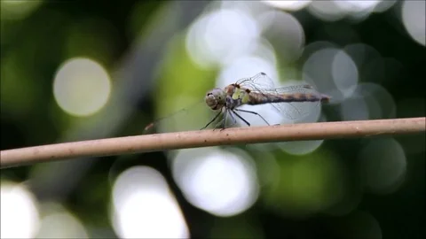 A dragonfly with a green background, closeup Stock Footage 77861346