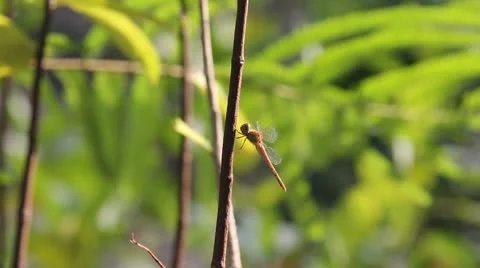 Dragonfly with green background Stock Footage 10799961