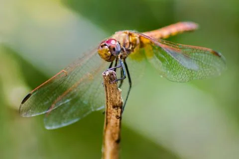 Dragonfly green background Foto stock
