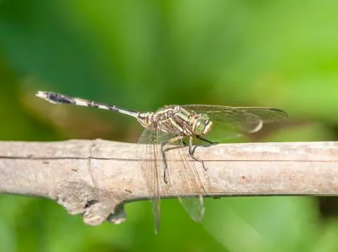 Dragonfly with Green Background Stock Photos