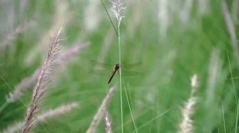 Dragonfly on Green Grass Stock Footage 55301611