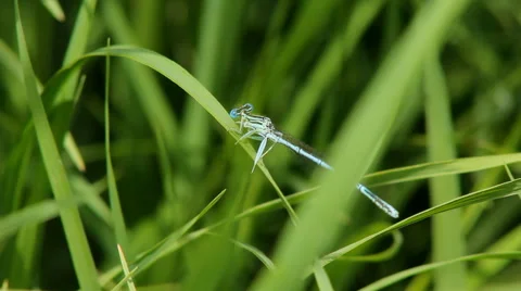 Dragonfly Green Grass Stock Footage 64268075