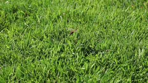 Dragonfly on green grass Stock Footage 65448314
