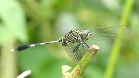 Dragonfly on the green grass Stock Footage 133812899