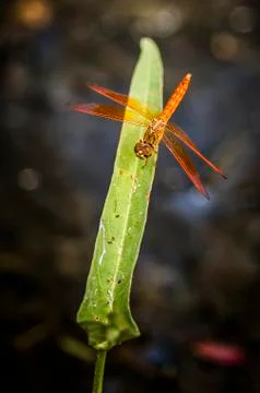 Dragonfly on green grass. Stock Photos