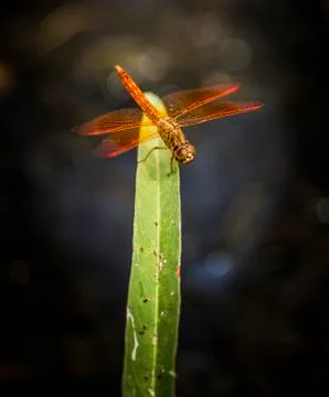 Dragonfly on green grass. Stock Photos