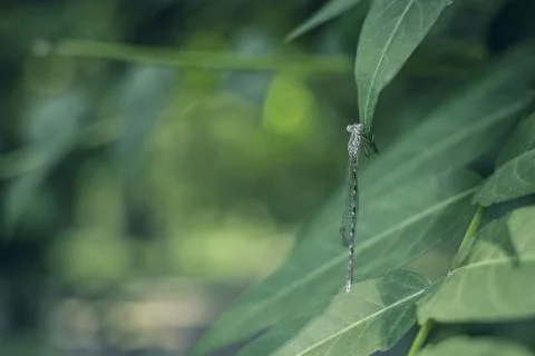 Dragonfly On Green Leaf . close up Foto stock