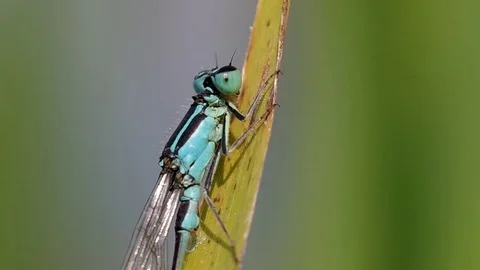Dragonfly on green leaf Stock Footage 80126129