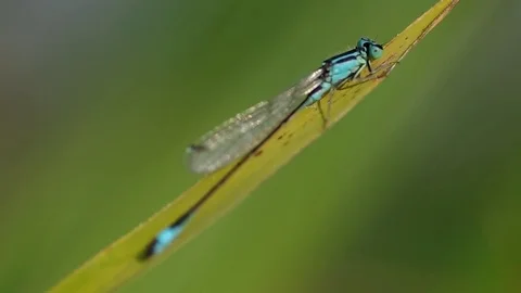 Dragonfly on green leaf Stock Footage 80126203