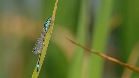 Dragonfly on green leaf Stock Footage 80126269