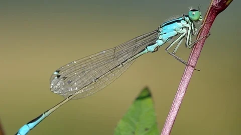 Dragonfly on green leaf Stock Footage 80126544