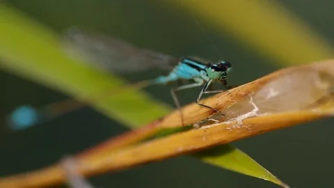 Dragonfly on green leaf Stock Footage 80565225