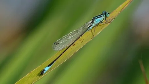 Dragonfly on green leaf Stock Footage
