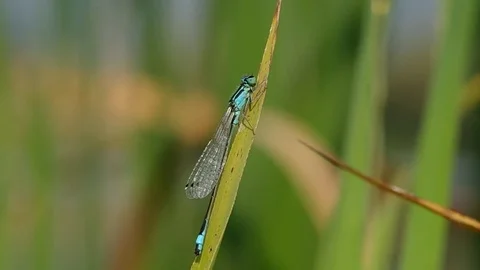 Dragonfly on green leaf Stock Footage 81668157