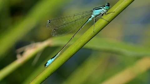 Dragonfly on green leaf Stock Footage 81668624