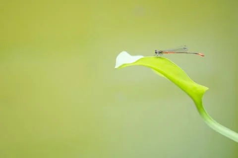 Dragonfly on the green leaf Stock Photos