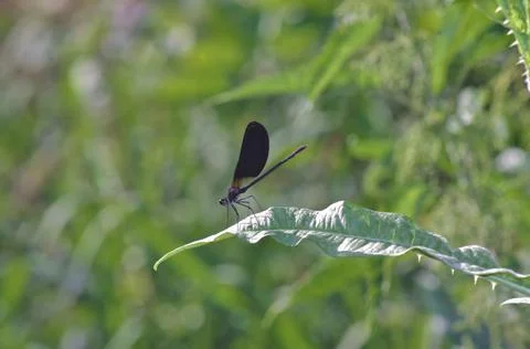 A dragonfly on a green leaf Stock Photos