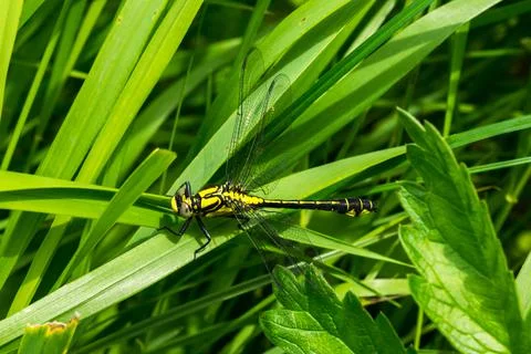 Dragonfly on a green leaf Stock Photos