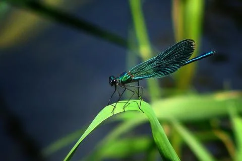 Dragonfly on a green leaf Foto stock