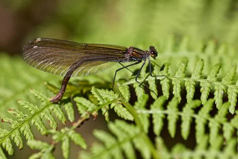 Dragonfly on a green leaf. Stock Photos