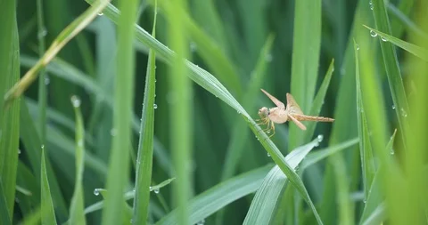 Dragonfly on green paddy straw fully covered with water droplets Stock Footage 122114443