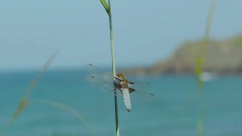 A dragonfly on a green stem plant Stock Footage 139743310