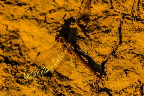 Dragonfly on the ground, matching the environment Stock Photos