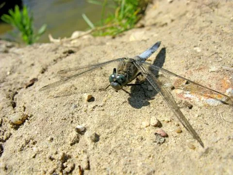 Dragonfly on the ground Stock Photos
