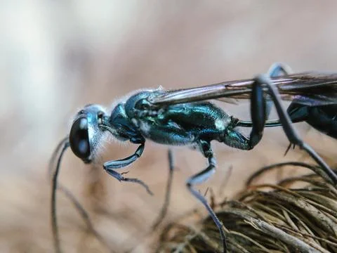 Dragonfly on the ground Stock Photos